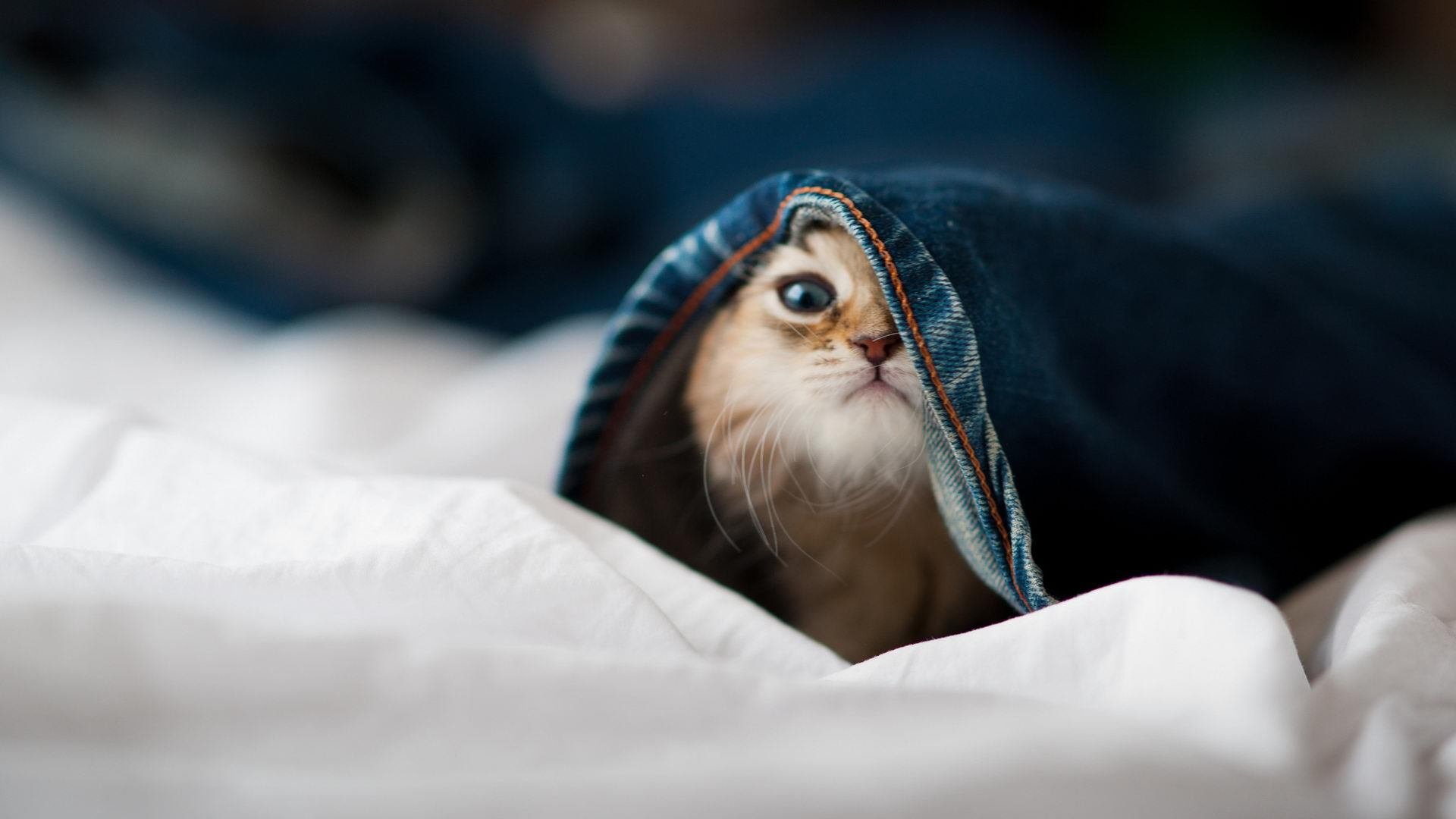 篮下巨人的新高度,约基奇里程碑之夜,活塞与开拓者的战术博弈