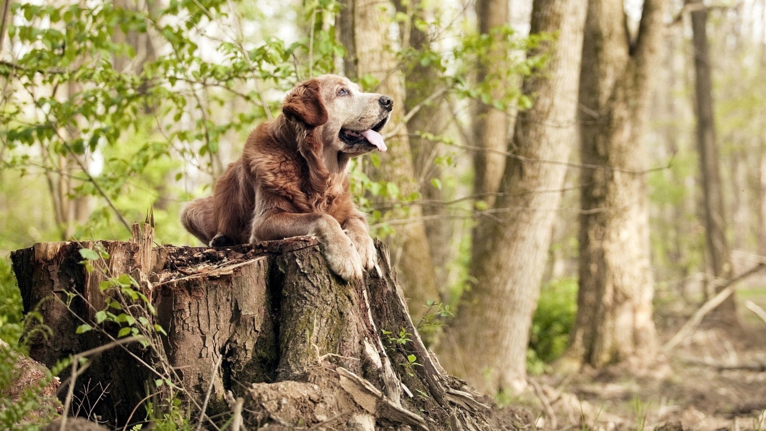 跨界风暴,当罗德里在F1揭幕战掀翻荷兰与毕尔巴鄂的足球之夜